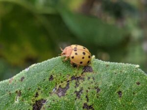 Mexican Bean Beetle: A Menace to Bean Crops