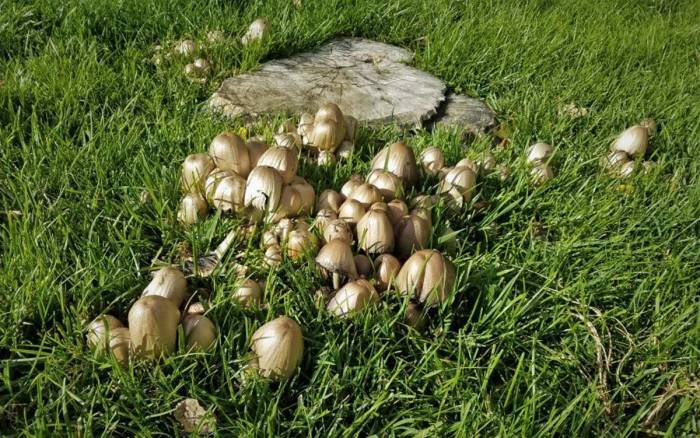 Mushrooms lawn growing grass why mushroom there