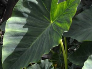 Why Is My Elephant Ear Plant Turning Yellow?