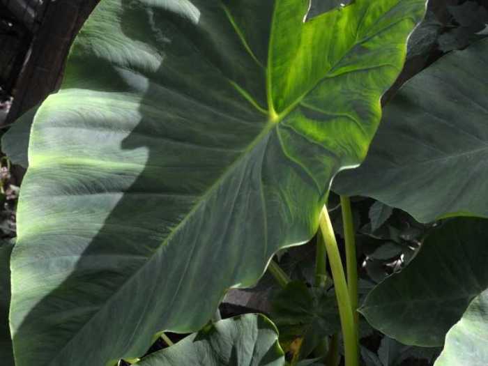 Why Is My Elephant Ear Plant Turning Yellow?