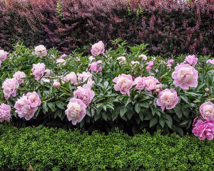 Should Peonies Be Cut Back in the Fall?