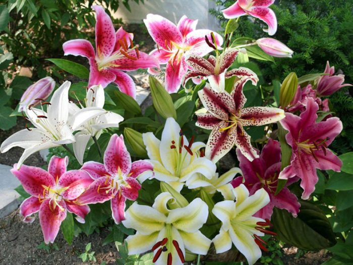 How to fertilize lilies