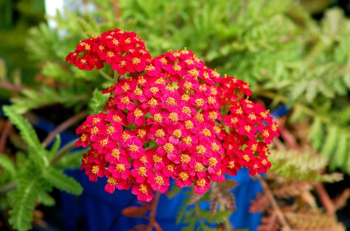 Perennials longest blooming familyhandyman pulchella blanketflower gaillardia