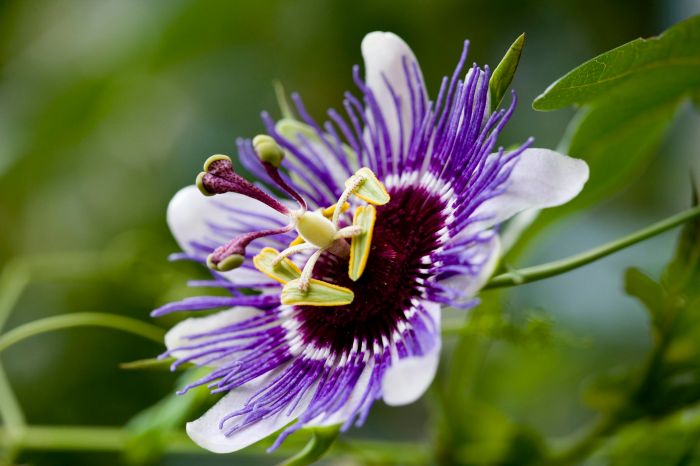 How to grow passion flowers