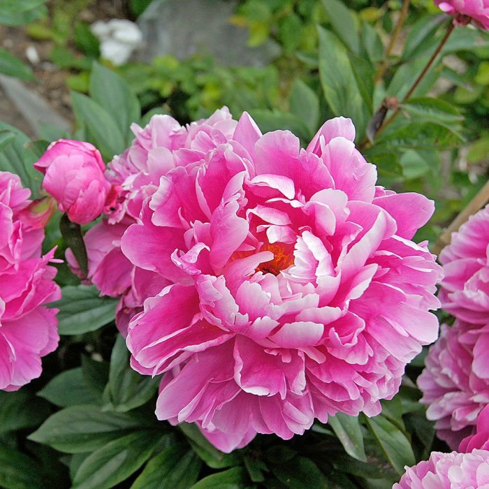 Peony peonies supports falling