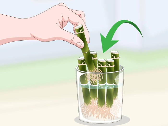 How to grow bamboo cuttings in water