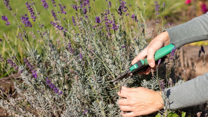 Blueberry pruning bushes plants nc young plant journal berry blueberries bush tree year fruit growing spring trees cline bill posted