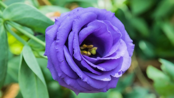 Lisianthus containers