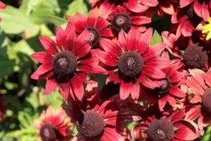 Discover the Best Rudbeckias for Your Garden