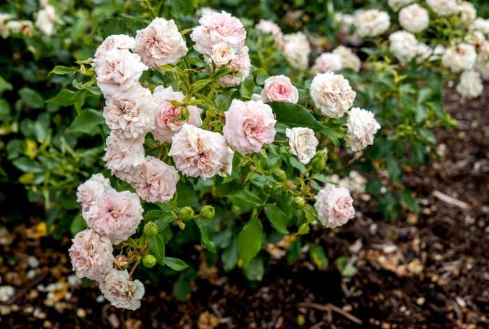 How to grow floribunda roses