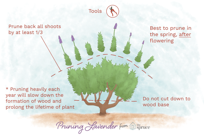 Azalea pruning azaleas prune bushes bush shrubs