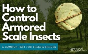 How to Combat Scale Bugs: Save Your Plants!