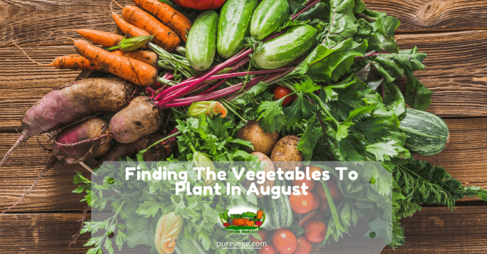 Vegetables to plant in august