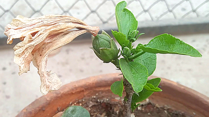 How to harvest hibiscus seeds