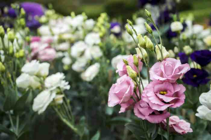 How to Grow Lisianthus: A Guide for Beginners