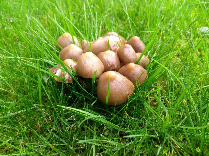 Why are mushrooms growing in my yard