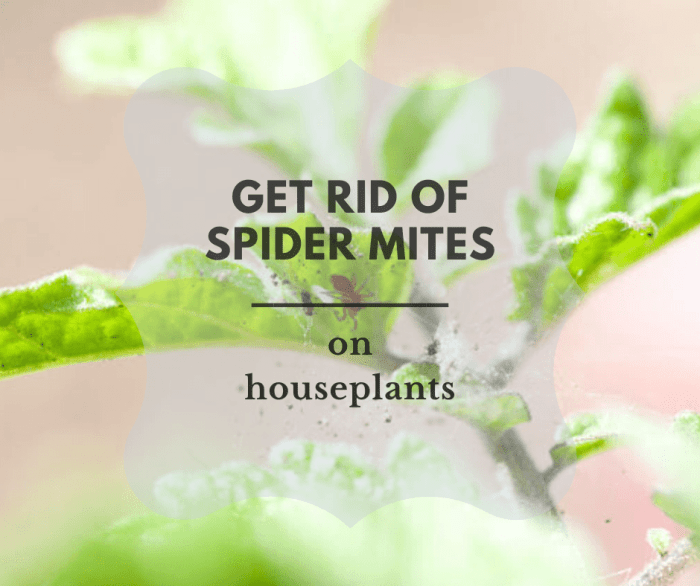 Mites spider rid get plants tipsbulletin plant spiders spray do mite infestation kill remedies homemade spidermites indoor noticed webbing friend