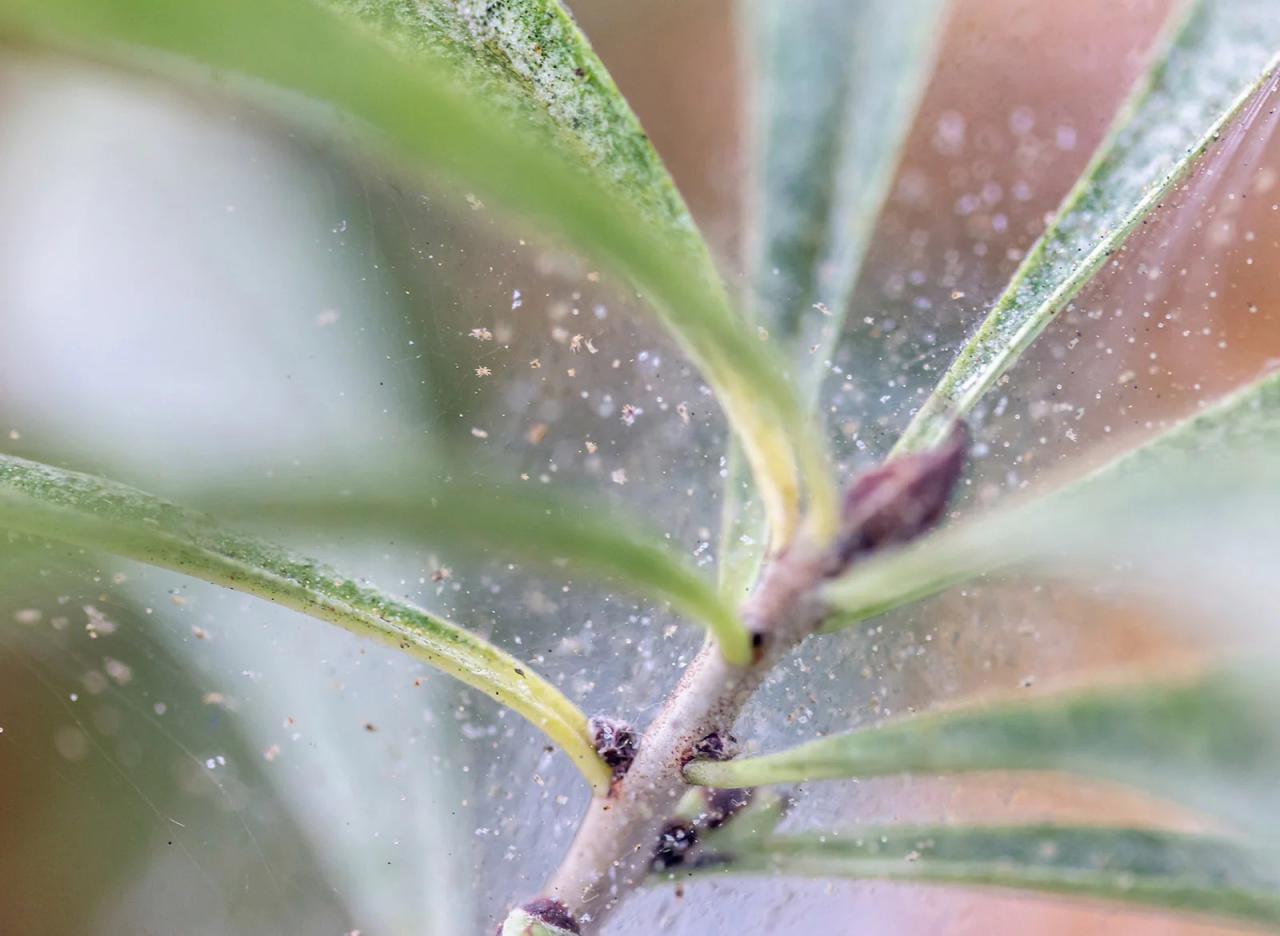 Mites houseplants