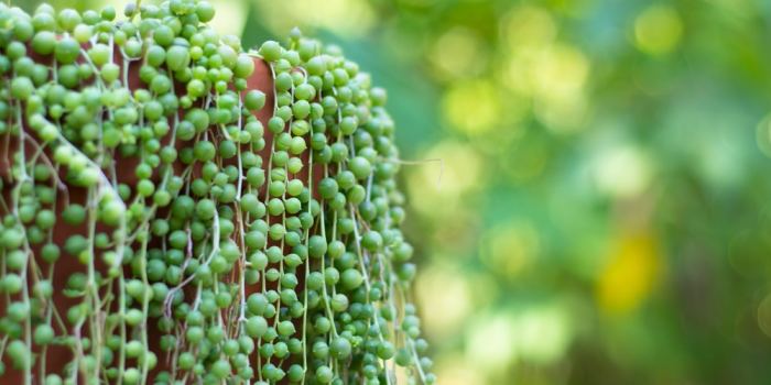 Why is my string of pearls shriveling