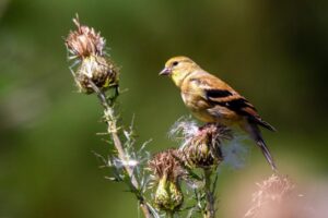 How to Help Garden Birds in Summer