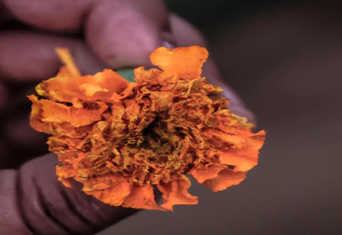 Seeds harvesting marigold tutorial plant collect need year next first