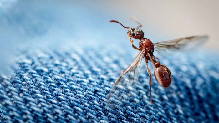 Ants deter stinging biting rifa risks