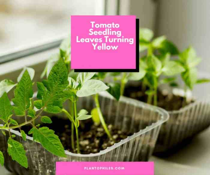 Tomato seedlings turning yellow