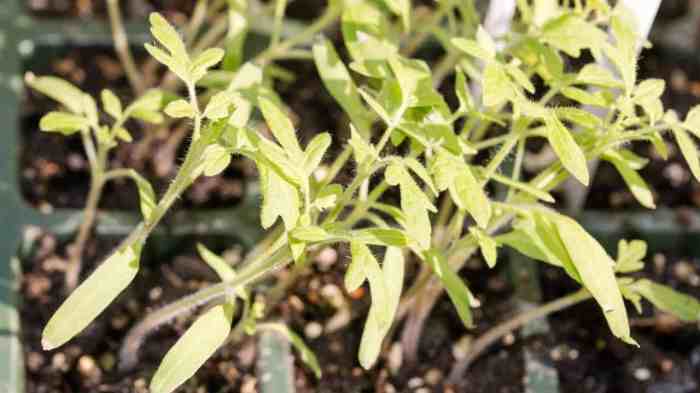 Seedlings yellowing dry seedling