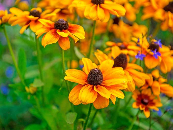 Best rudbeckias