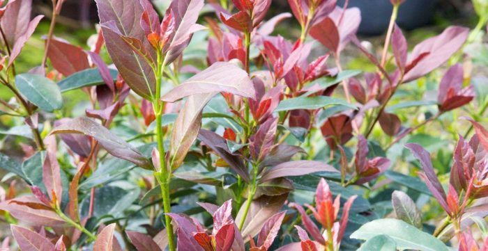 Best Plants for Poor Soil: Thriving in Challenging Conditions