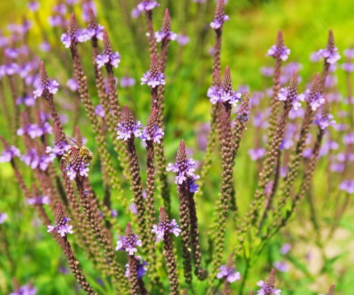 How to take verbena cuttings