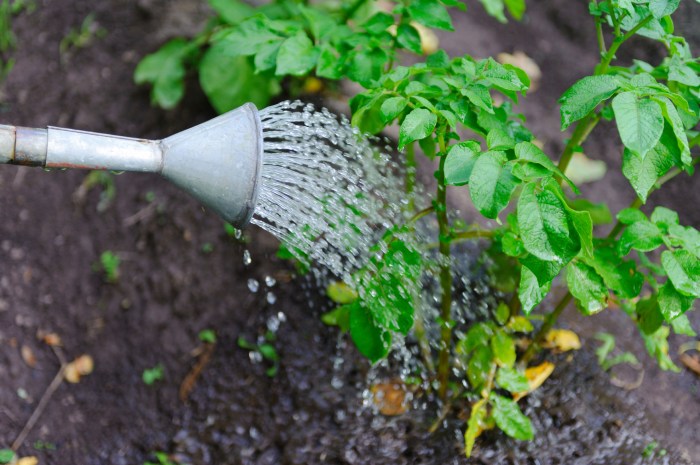 Watering