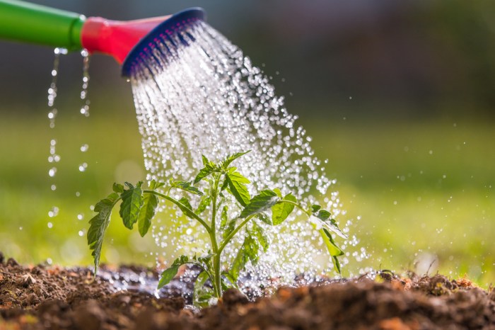 Watering tasks plantings