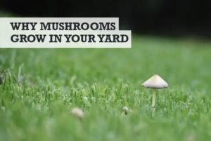 Why Are Mushrooms Growing in My Yard?