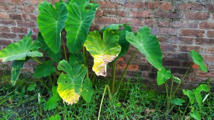 Why is my elephant ear plant turning yellow