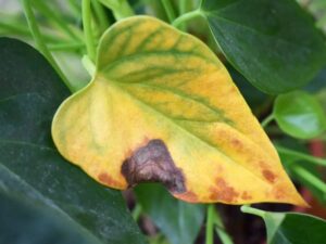 Why Are My Bean Plants Turning Yellow?