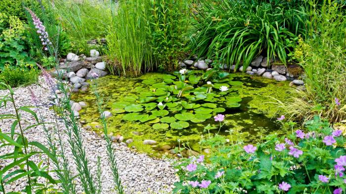 Coastal garden wildlife small gunn round john beauty year native plants delaware center