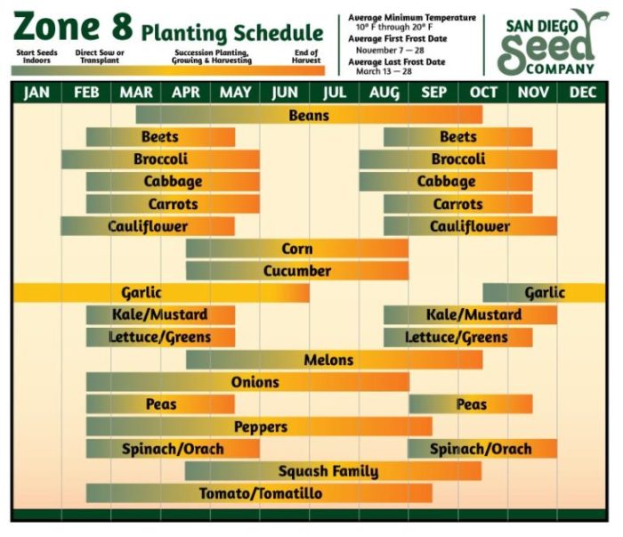 Vegetables to plant in July