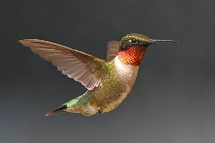 Hummingbird migration