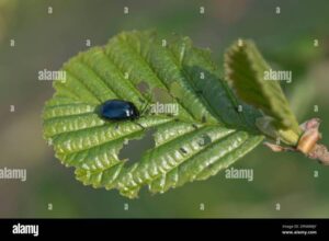 How to Get Rid of Alder Leaf Beetles: Protecting Your Trees