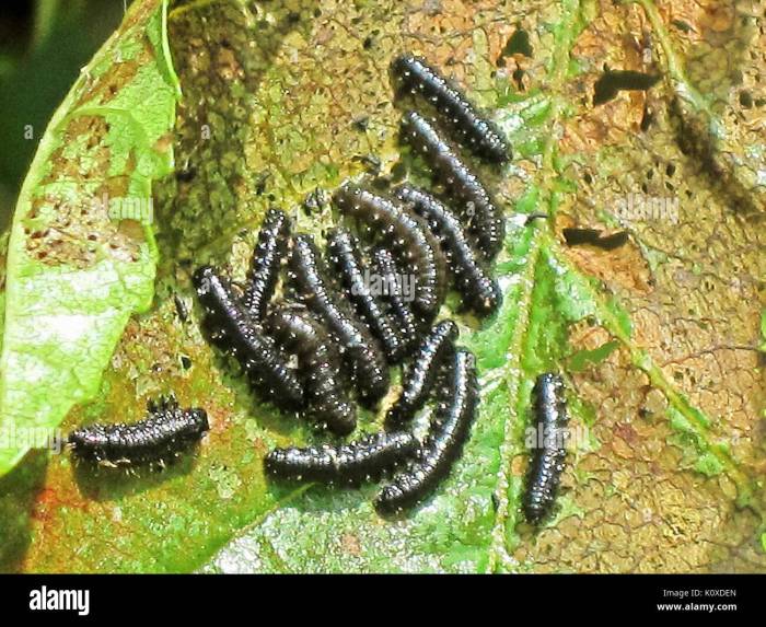 How to get rid of alder leaf beetles