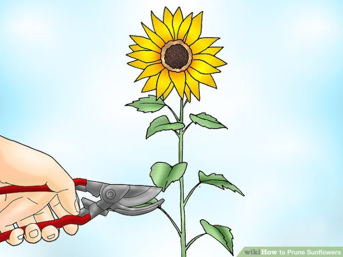 How to Prune Sunflowers: A Guide to Maximizing Growth and Bloom