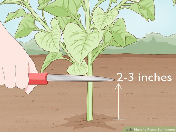 Sunflowers wikihow prune