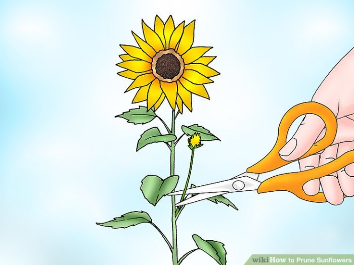 How to prune sunflowers