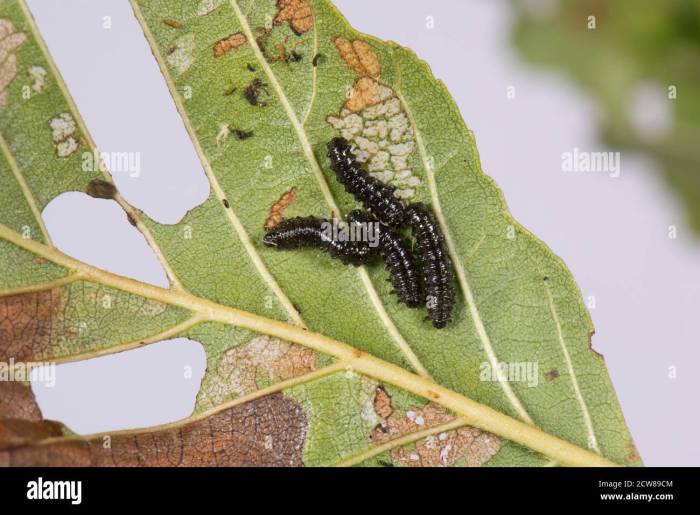 How to get rid of alder leaf beetles