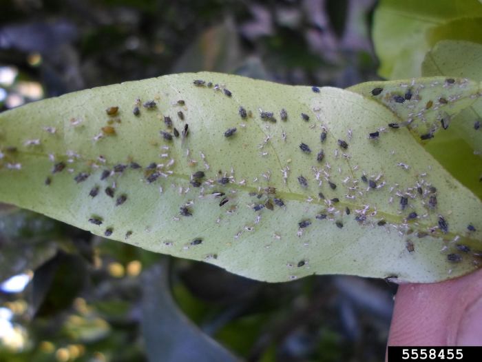 How to get rid of aphids on houseplants