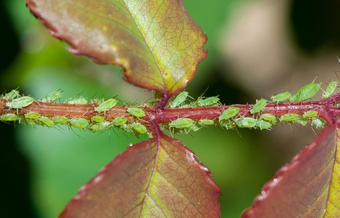 Aphids rid get plants kill houseplants indoor choose board tipsbulletin vinegar