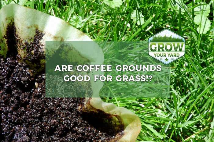 Are coffee grounds good for grass