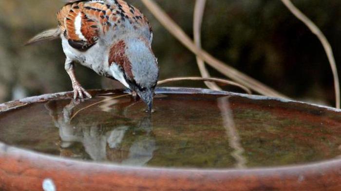 Birds summer help days tips these hot istock