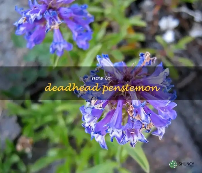 How to Deadhead Penstemon: A Guide for Better Blooms